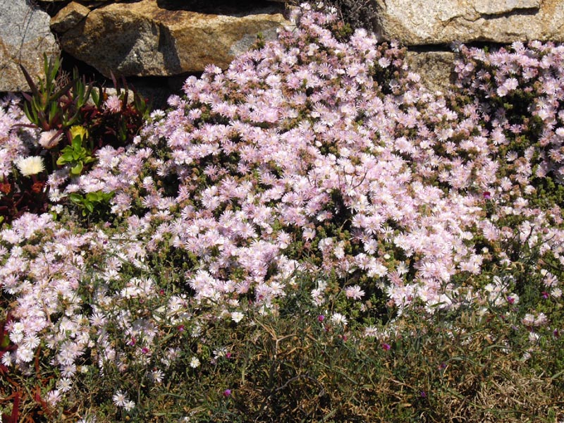 Drosanthemum sp 2